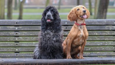 Working Cocker Spaniel