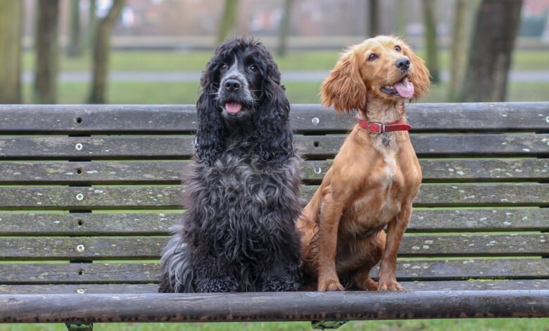 Working Cocker Spaniel