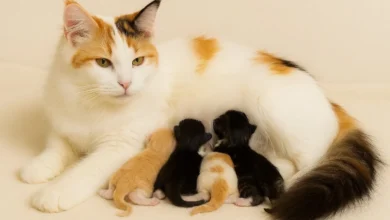 Maine Coon Kittens for Sale