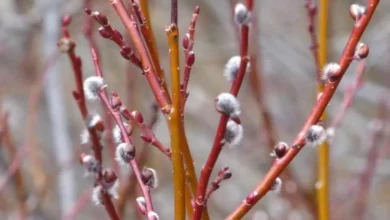 Pussy Willow