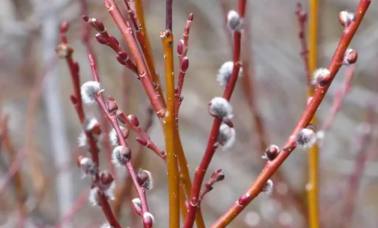 Pussy Willow