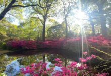 Isabella Plantation