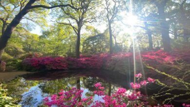 Isabella Plantation