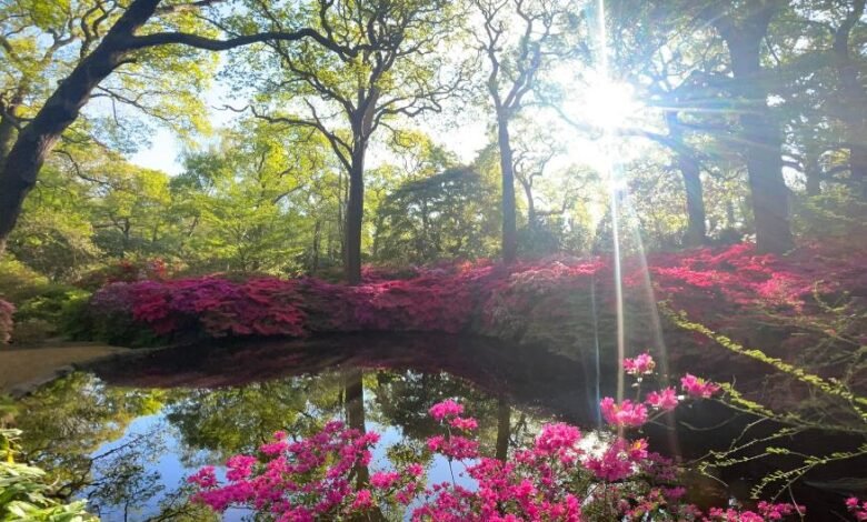 Isabella Plantation