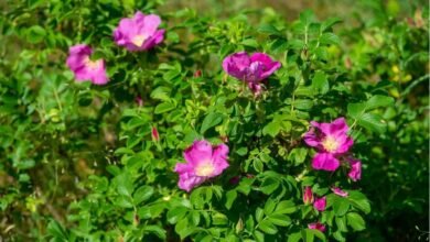 Rosa Rugosa