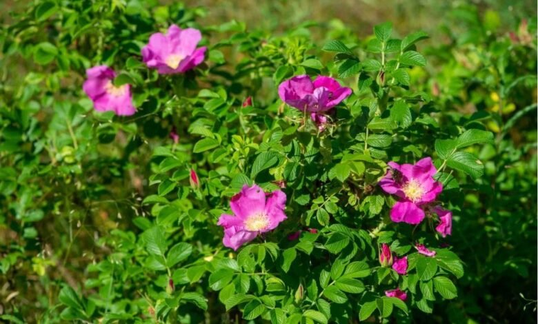 Rosa Rugosa