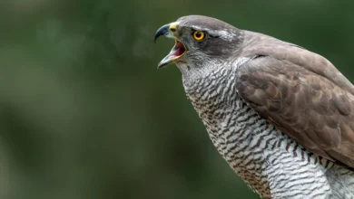 Goshawk