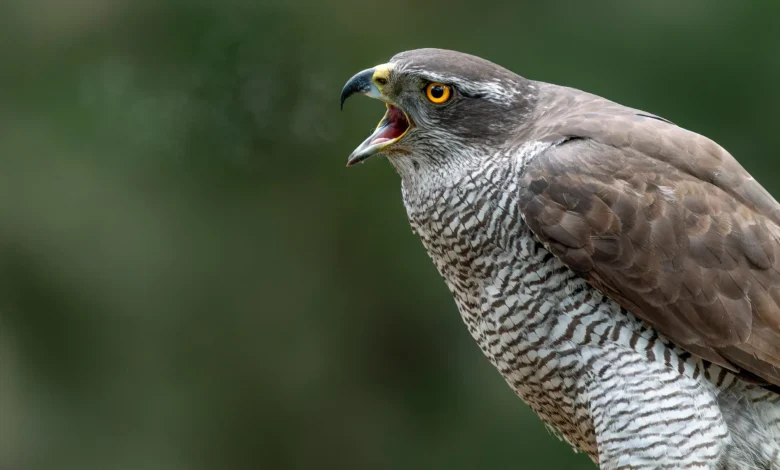 Goshawk