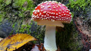 Fungi