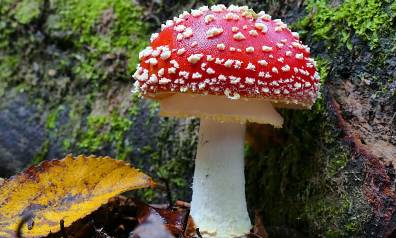 Fungi