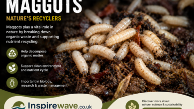 Maggots