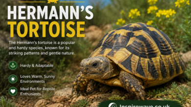 Hermann’s tortoise