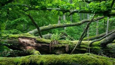 What Is a Microclimate