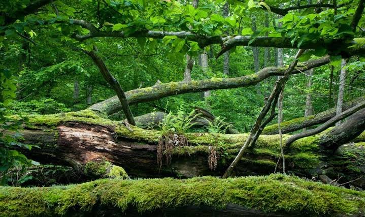 What Is a Microclimate