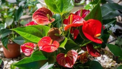 Anthurium