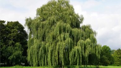 Weeping Willow