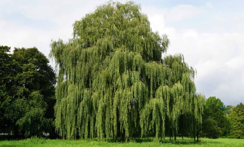 Weeping Willow